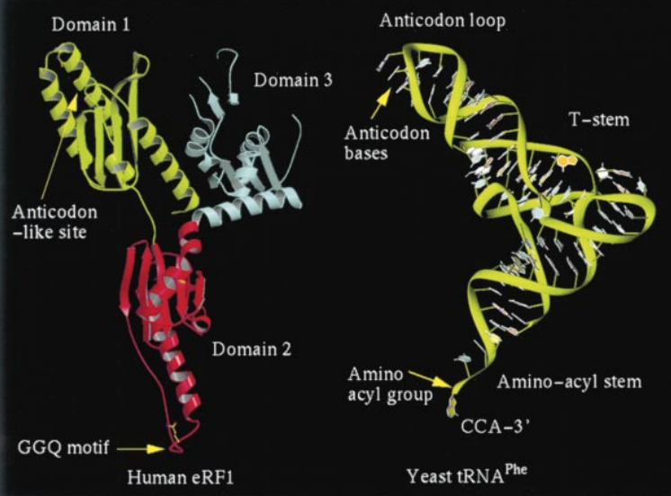 tRNA mimicry during protein synthesis