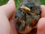 Don’t put all your eggs in one basket: Growth, self-maintenance and fledgling survival in Savannah sparrow (Passerculus sandwichensis) chicks raised in experimentally manipulated broods