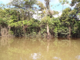 Stream Dynamics of an Amazonian Lowland Floodplain Forest