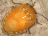 Plasticity of pigmentation and thermoregulation of the harlequin bug, Murgantia histrionica, in response to developmental temperature
