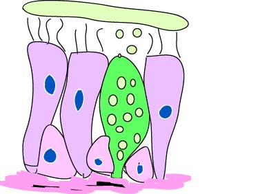 goblet cells cartoon