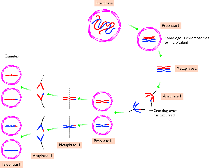 meiosis vs mitosis. Meiosis: