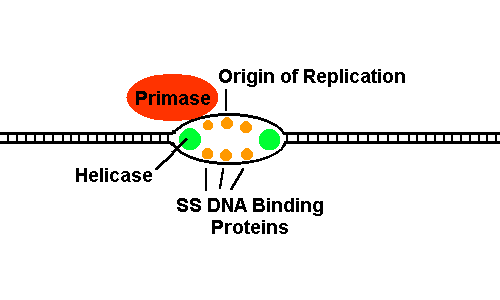 What enzyme unwinds DNA?