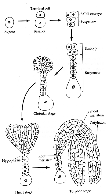 Image result for stages of embryo development in plants