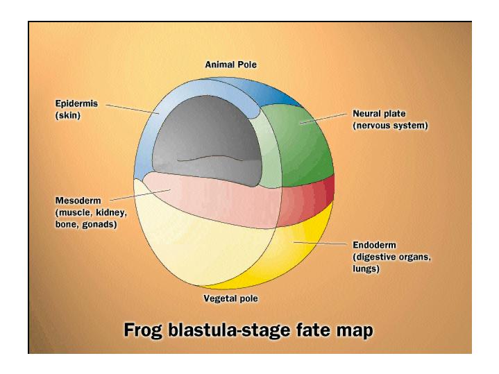 Fate Map Xenopus