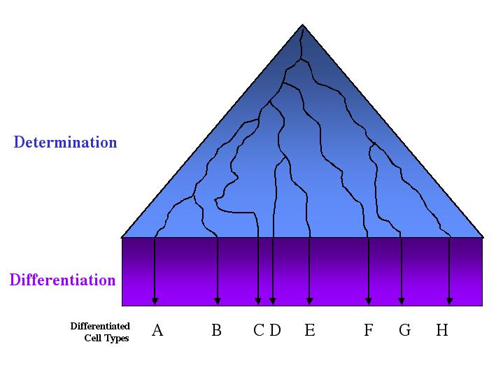 determining the activation energy essay determining the activation energy essay
