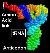 Transfer RNA in 3D