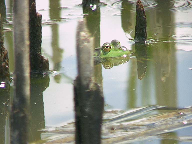 Bullfrog in Typha, Patricia Heithaus 2001