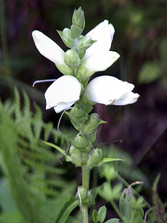 Chelone, Patricia Heithaus 2001