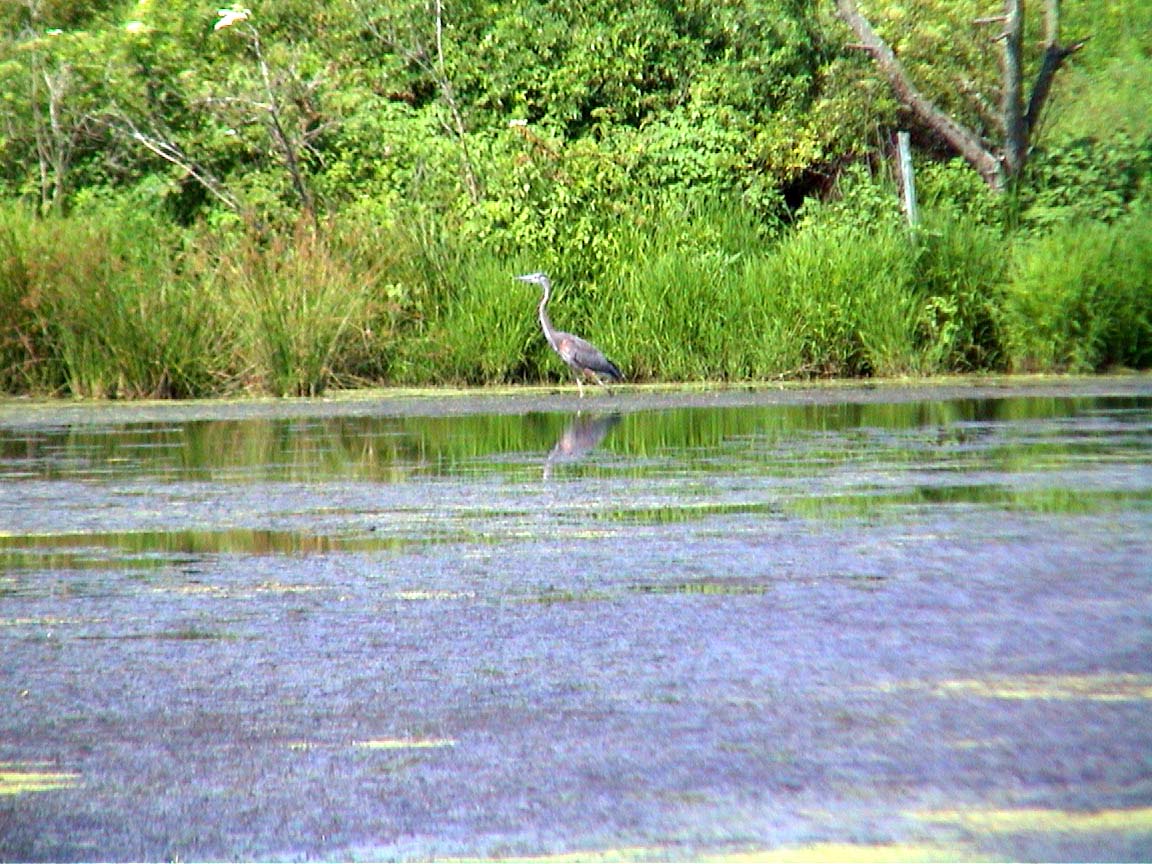 Great Blue Heron, Patricia Heithaus 2001