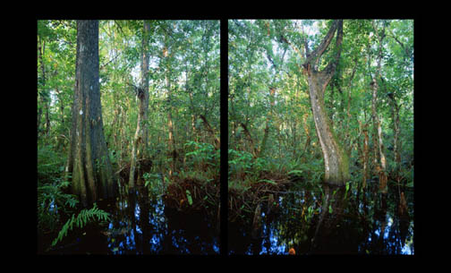 West Slough Diptych, Jeff Ripple
