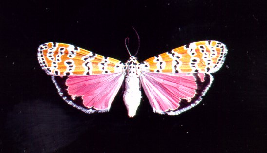 Utetheisa ornatrix