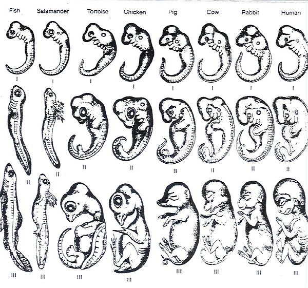 http://biology.kenyon.edu/slonc/bio3/comparative_embryo.jpg