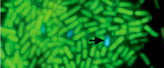 E. coli biofilm