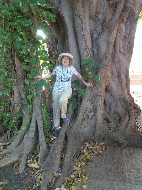 Tree in Havana