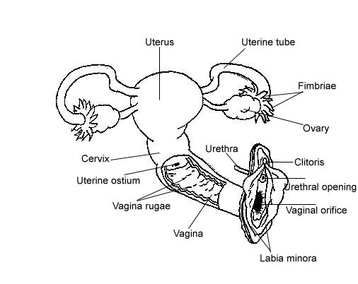 Reproductive System Male