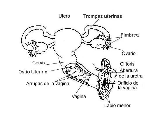 El Sistema Reproductor Femenino