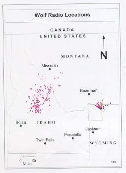 Radio-collar movements of wolves released in Yellowstone and Central Idaho.  Phillips and Smith, 1996.