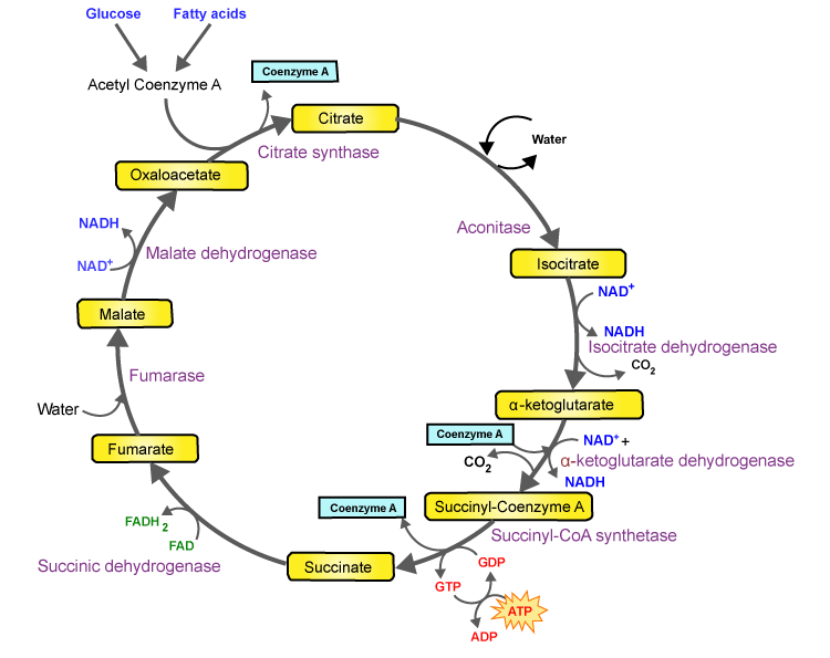TCA Overview
