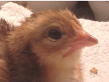  The behavioral and neurological effects of hypoxia during the embryonic development of domestic chicks (Gallus gallus)