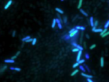  Visualization of Cell Morphology and Cytoplasmic pH of Escherichia coli Biofilms Using Fluorescence Microscopy