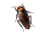 Cloning and Characterization of LmaPBP from the Cockroach, Rhypharobia (Leucophaea) maderae