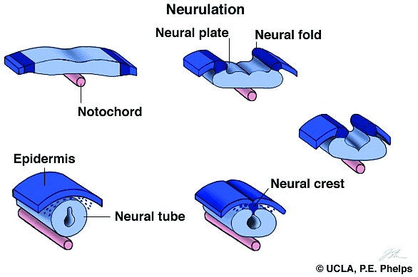 Chapter 14B Neurulation And Limb Development Chapter 14B Neurulation And Limb Development