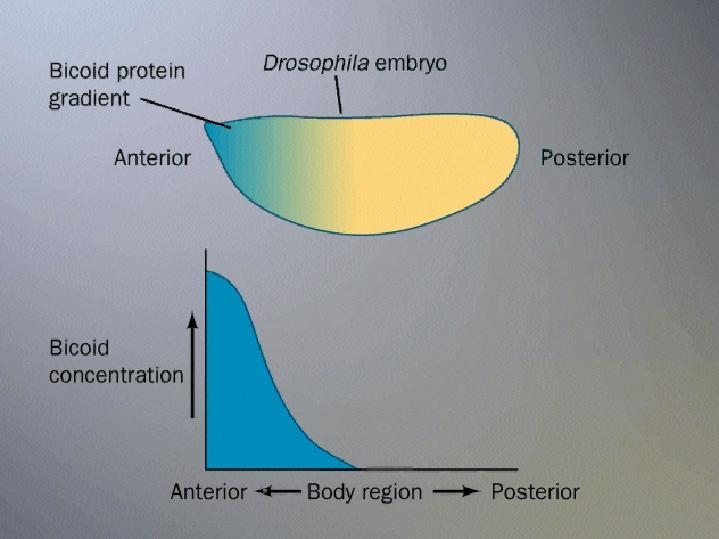 Lecture images