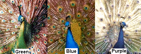 Mendel's Peacocks: dominant, recessive, and Z-linked