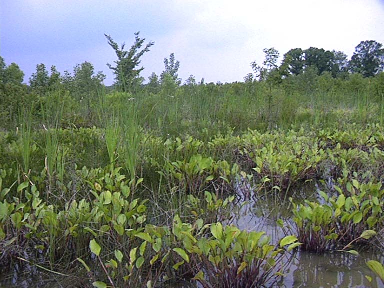 Big Island Marsh, Patricia Heithaus 2001