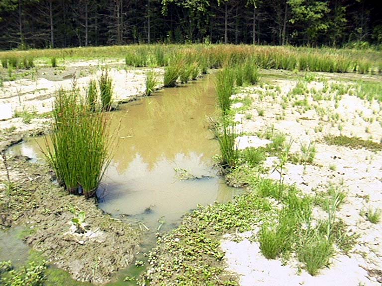 Bluebird Mitigation Site Drawdown, Patricia Heithaus 2001