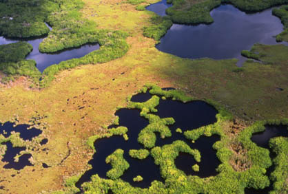 Fakahatchee Marshes, Jeff Ripple