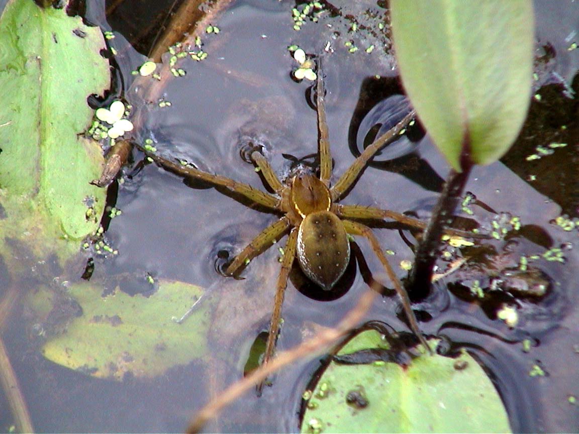 Fishing Spider, Patricia Heithaus 2001