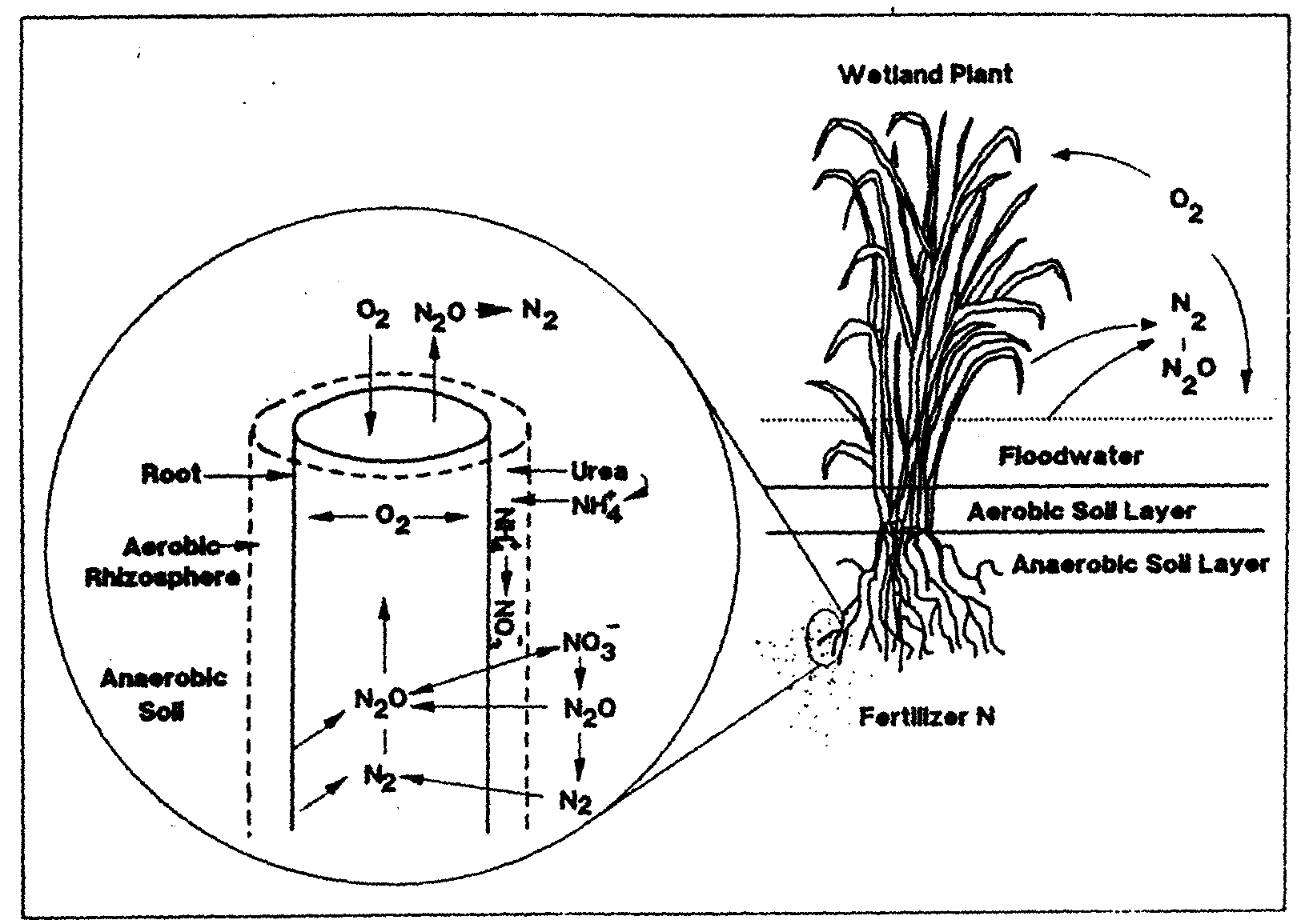 Oxidized rhizosphere, taken from Reddy et al. (1989)