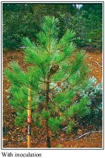 Pine with VAM, courtesy Mycorrhizal Applications, Inc.