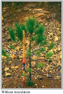 Pine without VAM, courtesy Mycorrhizal Applications, Inc.