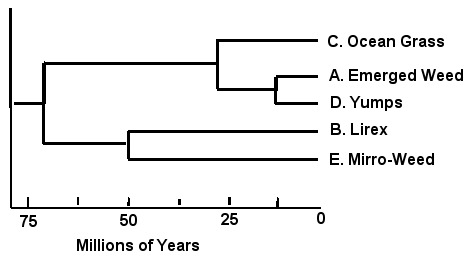Rali_phylogenyA.png