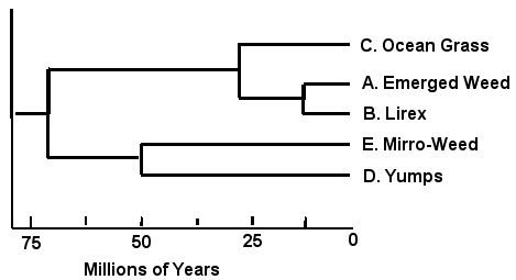 Rali_phylogenyB.png