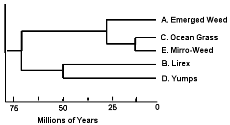 Rali_phylogenyC.png