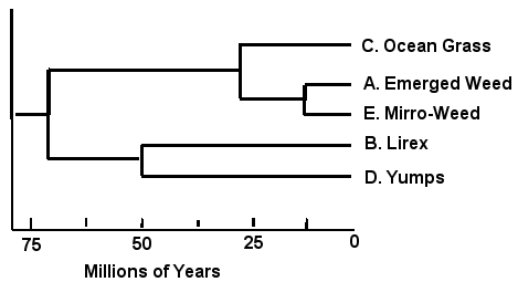 Rali_phylogenyD.png