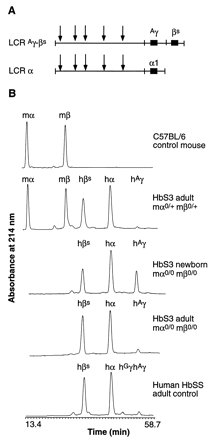 Figure 1 from Ryan et al. showing A. The LCR and human hemoglobin cosmid constructs and B. Amounts of human (h) and mouse (m) hemoglobin produced in transgenic mice verses controls; Ryan et al., 1997: p874