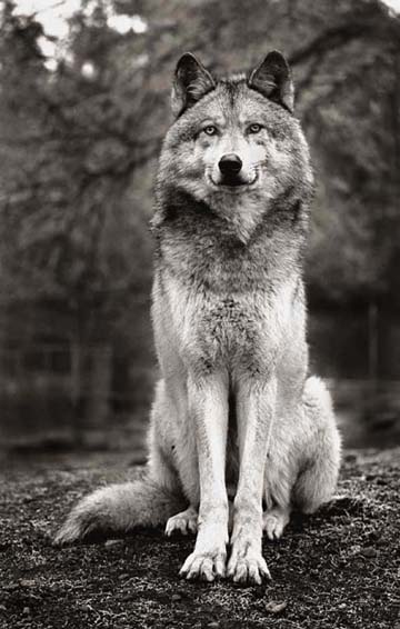 "Hambone."  photograph by Carl Cook, 1996.