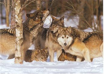 Wolf pack.  photograph from www.iup.edu