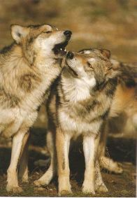 Wolf pair.  photograph from www.iup.edu