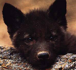 Wolf pup.  photograph from www.mindspring.com