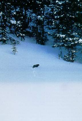 Wolf #3 of the Crystal Creek Pack traveling through Yellowstone Park.  Phillips and Smith, 1996.