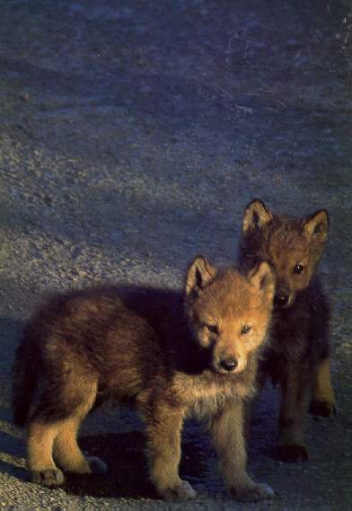 Denali wolf pups.  photo by Leo Keeler.  Mech, 1998.