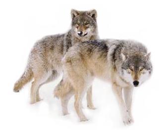 photograph from www.wolveswolveswolves.org